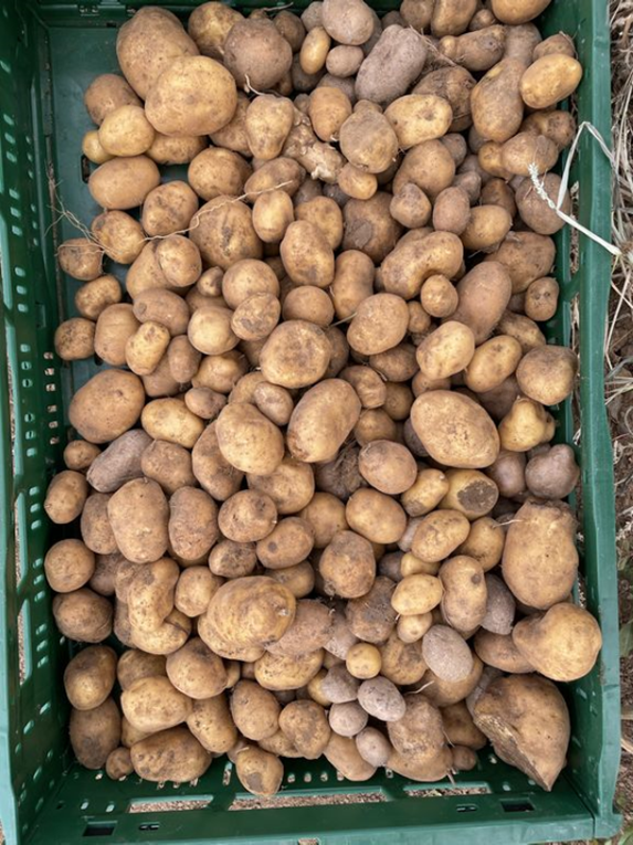 Kartoffeln auf dem Bauernhof
